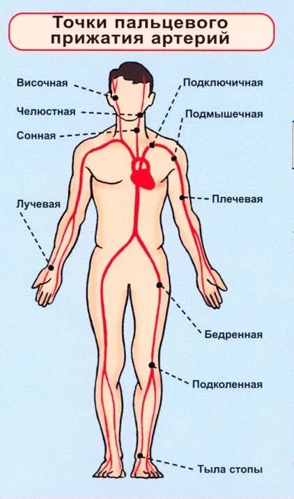 Прижатие сосудов при кровотечениях. Схема точек пальцевого прижатия артерий при кровотечении. точки пальцевого прижатия артерий схема. схема пальцевого прижатия сосудов. пальцевое прижатие артерий схема.