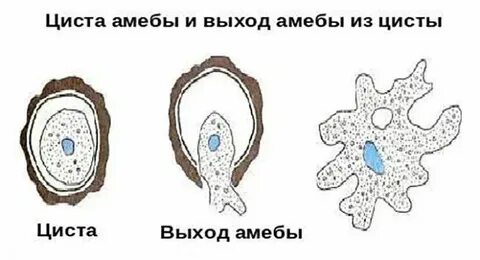 Образование цист у амебы