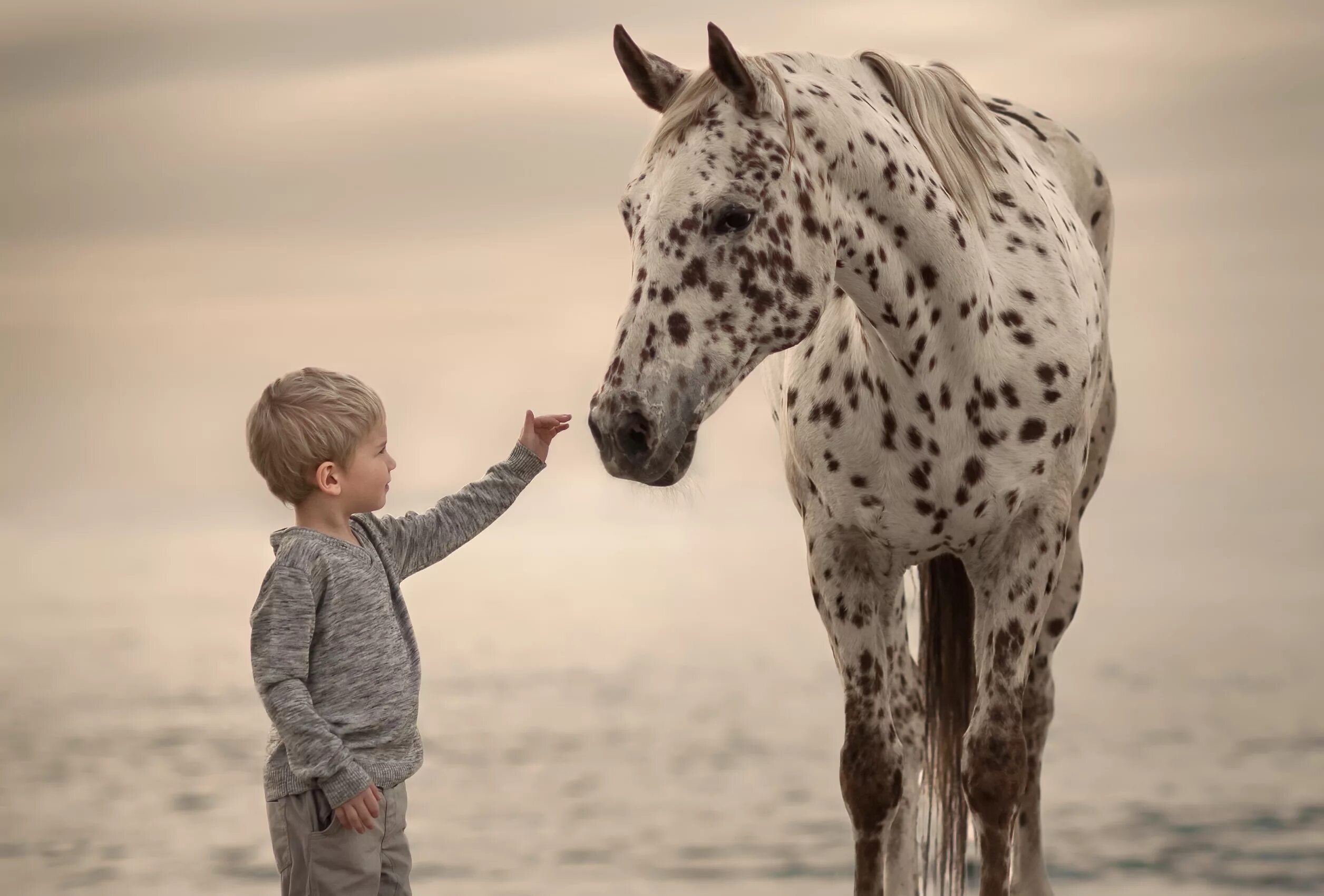 Папа лошадка. Мальчик на лошади. Лошадь для детей. Фотосессия с лошадьми дети. Мальчик на лошадке.