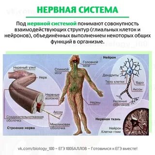 Био человека