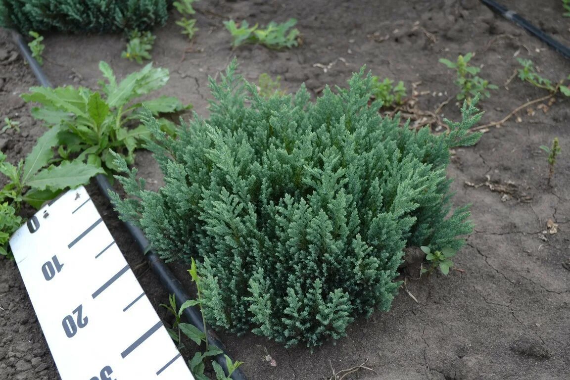 Можжевельник блю форест ягоды. Можжевельник блю чип. Можжевельник блю форест. Можжевельник горизонтальный grey pearl. Можжевельник грей оул.