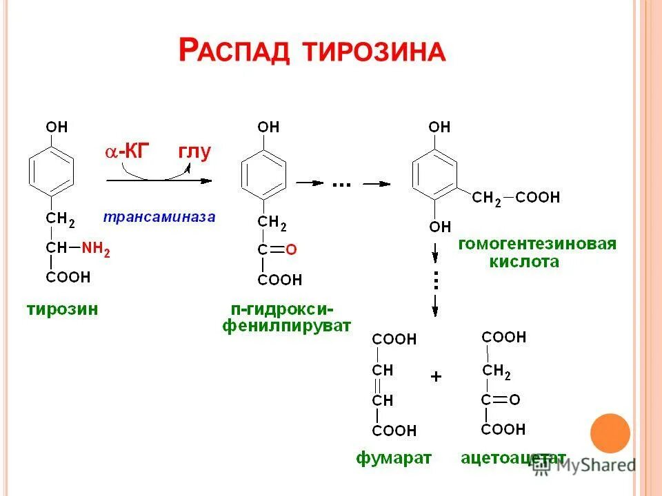 Тирозин что это такое. Распад тирозина. Синтез меланина из тирозина. Образование тирозина. Тирозин формула.