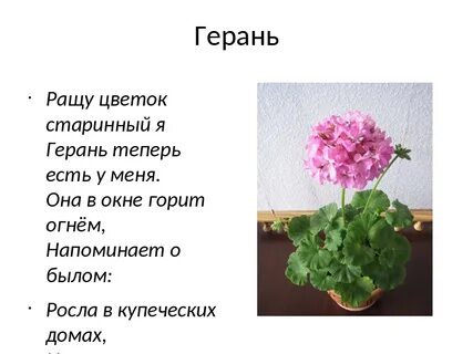 Пеларгония 2 класс