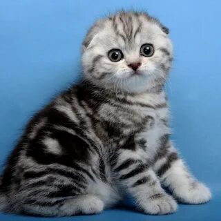 Котята вислоухие шотландские пензе