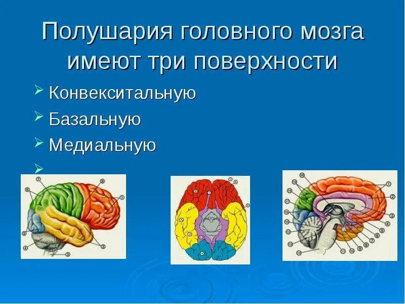 Какие отделы имеют полушария. Конвекситальные отделы мозга. Конвекситальная поверхность головного мозга. Конвекситальная поверхность мозга это. Три полушария мозга.
