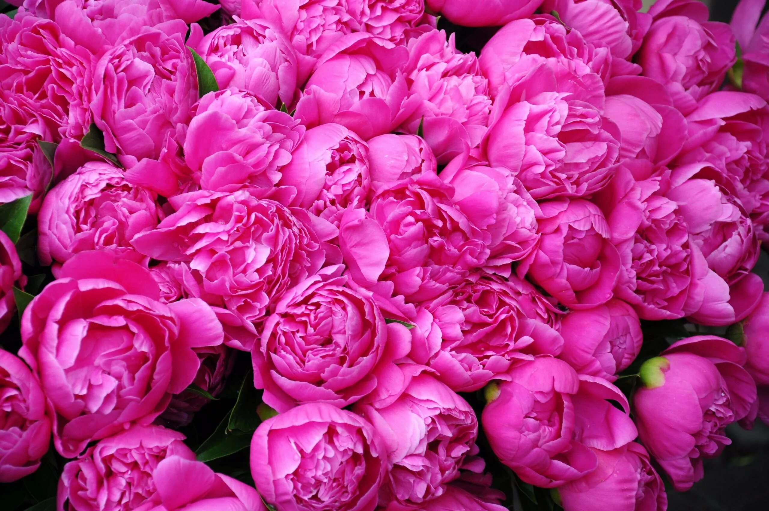 Пиони Пинк (Peony Pink). Пион Жизель. Пион многоцветковый.