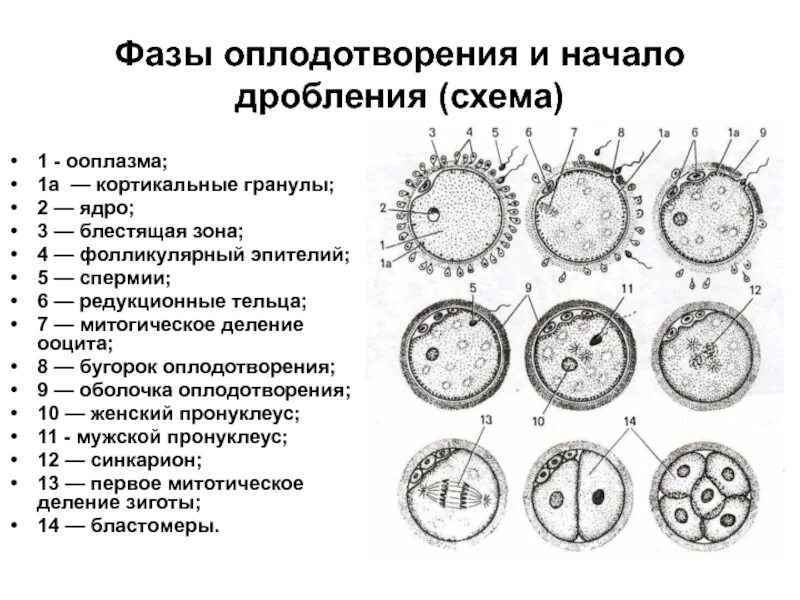 Составляющие оплодотворения. Составляющие оплодотворения