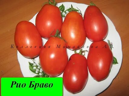 Томат браво