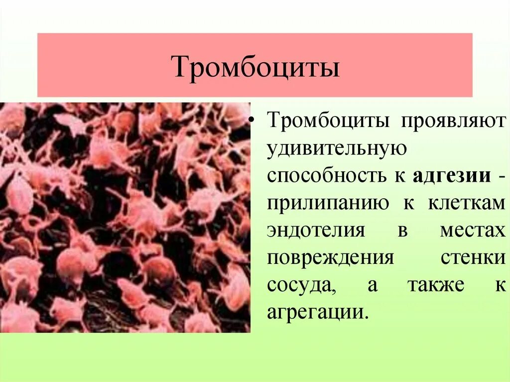 Силен и тромбоциты. Тромбоциты. клетка тромбоцита. тромбоциты фото. тромбоциты способны.