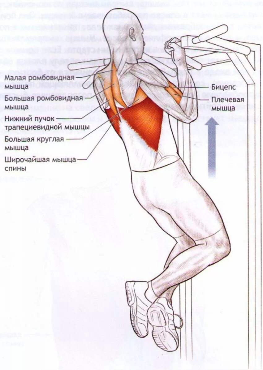 Подтягивания мышцы задействованы. Схема работы мышц при подтягивании. Схема подтягиваний обратным хватом. Подтягивания обратным хватом мышцы.