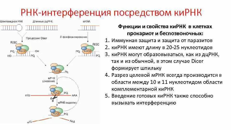 РНК интерференция схема. РНК интерференция механизм. Метод РНК интерференции. Малые интерферирующие РНК схема.