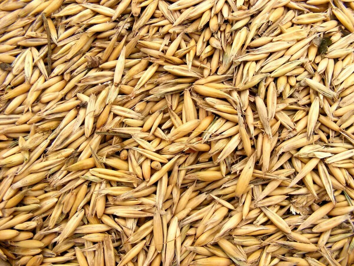 Зерновая и сорная примесь ячменя. Зерновая примесь пшеницы. Морозобойные зерна пшеницы. Сорная и зерновая примеси пшеницы. Зерносмесь ячмень овес.