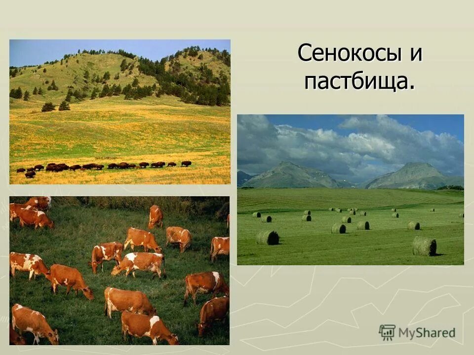 сенокосная травосмесь. вольный выпас скота. сенокосы и пастбища. лесные сенокосы и пастбища. луга пастбища сенокосы.