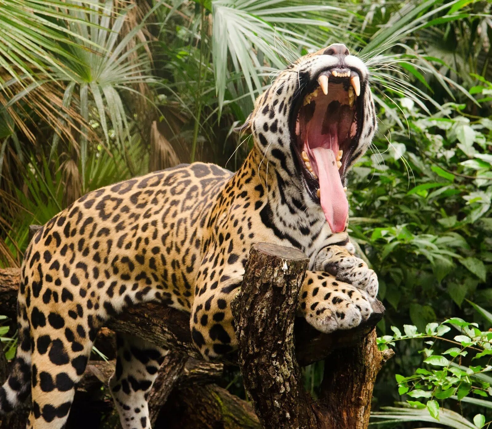 Ягуар в Мексике. Канкун фауна. Животные Мехико Ягуар.
