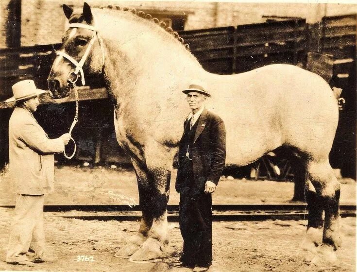Бельгийский тяжеловоз самсон. Шайр сампсон. Шайр лошадь самсон. Сампсон конь. Шайр лошадь самсон.