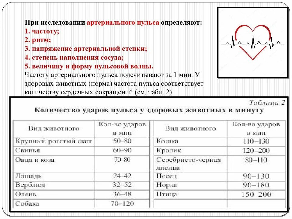 Чаще всего пульс измеряют на. Определить напряжение пульса. что определяют при исследовании пульса?. исследование артериального пульса. исследование сердечно-сосудистой системы.
