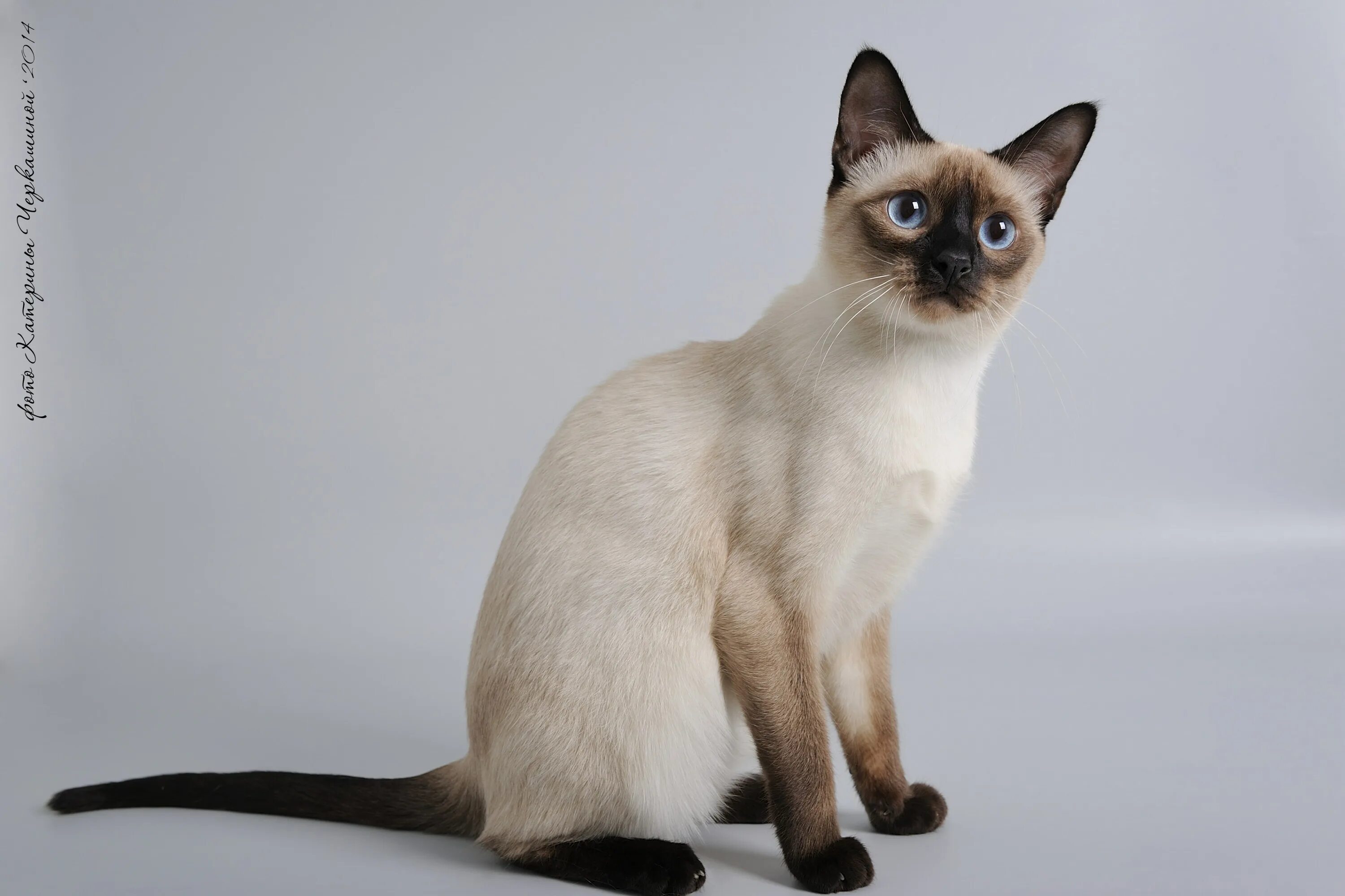 Породы сиамского окраса. Меконгский бобтейл полосатый. Тайская кошка сил Пойнт. Тайская порода кошек сил Пойнт. Сиамская кошка сил-Пойнт.