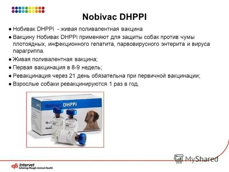 Где вакцина нобивак. Nobivac схема вакцинации. Nobivac DHPPI схема вакцинации. Нобивак схема. Нобивак для собак схема.