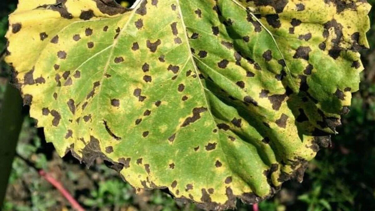 Антракноз на землянике садовой. Mycosphaerella fragariae. Антракноз листьев клубники. Белая пятнистость (рамуляриоз) земляники. Бурая пятнистость садовой клубники.