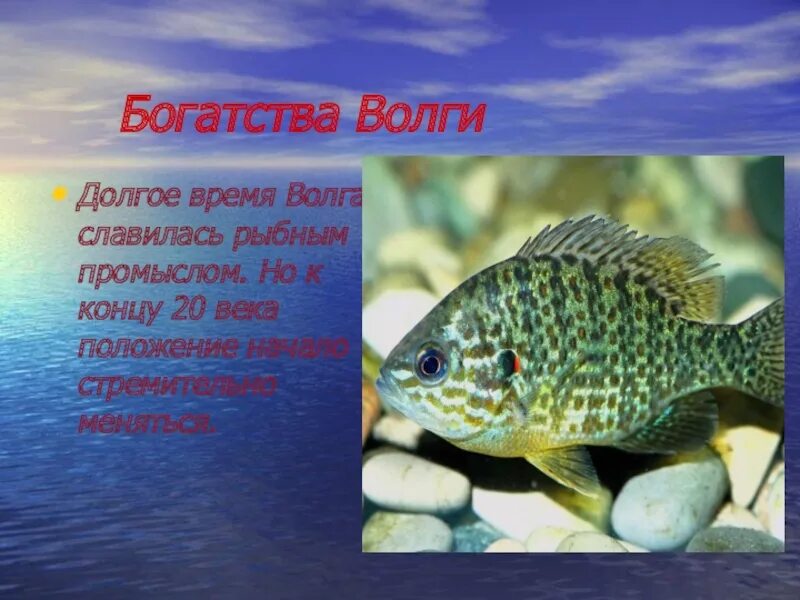 Водные богатства волгоградской области 2 класс. Богатство реки Волги. Презентация рыбы Волги. Водные богатства реки Волги. Рыба в Волге.