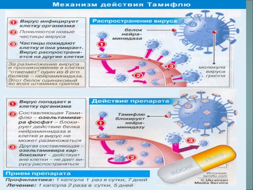 Патогенез вируса гриппа. Механизм развития гриппа. Патогенез ОРВИ. Распространение гриппа схема. Респираторные вирусы гриппа