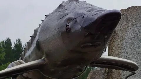 Царь рыба тюз
