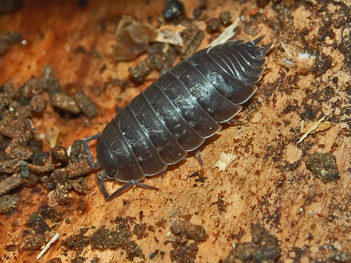 Жук мокрица броненосец. Мокрица шероховатая (Porcellio scaber). Мокрицы Porcellio. Мокрица-броненосец обыкновенная.