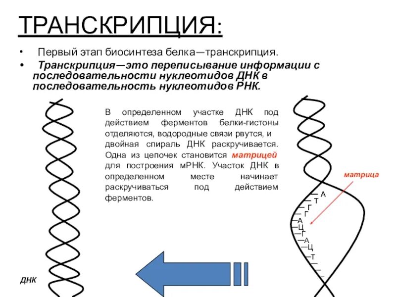 Определите последовательность процессов биосинтеза белка. Процесс транскрипции в биологии. Б транскрипция. Как происходит транскрипция. Процесс транскрипции.