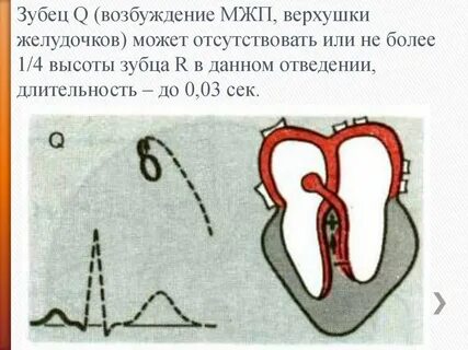 Возбуждение желудочков
