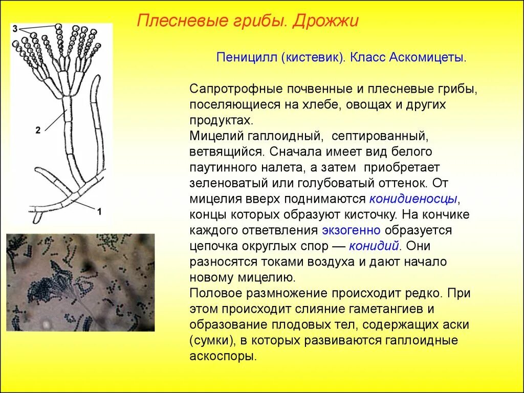 Мукор трутовик. Строение плесневого гриба дрожжи. Плесневые грибы пеницилл грибы. Плесневые грибы пеницилл строение. Плесневые грибы. Пеницилл и дрожжи.