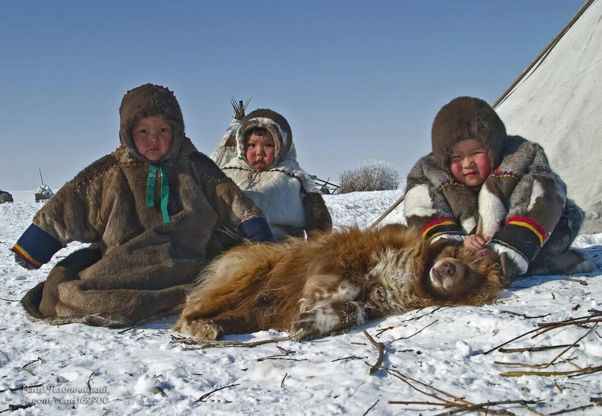 Ненцы в тундре. Ненцы и Ханты. Оленеводы ненцы в Воркуте. Ненцы Ханты манси охота.