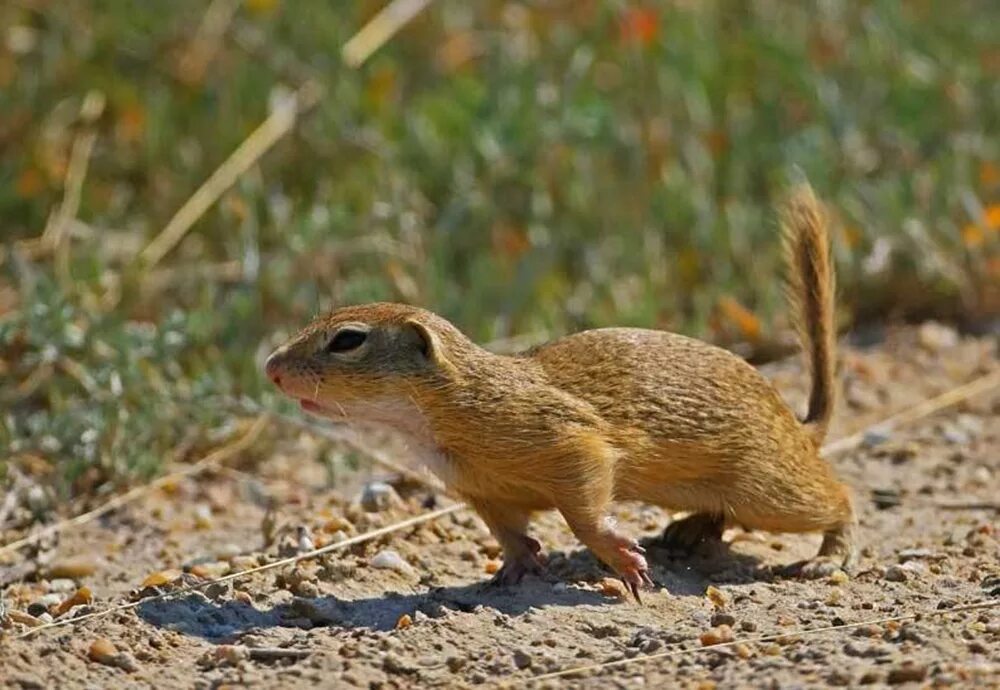 Водятся суслики. Европейский суслик (Spermophilus citellus). Левобережный малый суслик. Крымский Степной суслик. Суслик малый Крым.