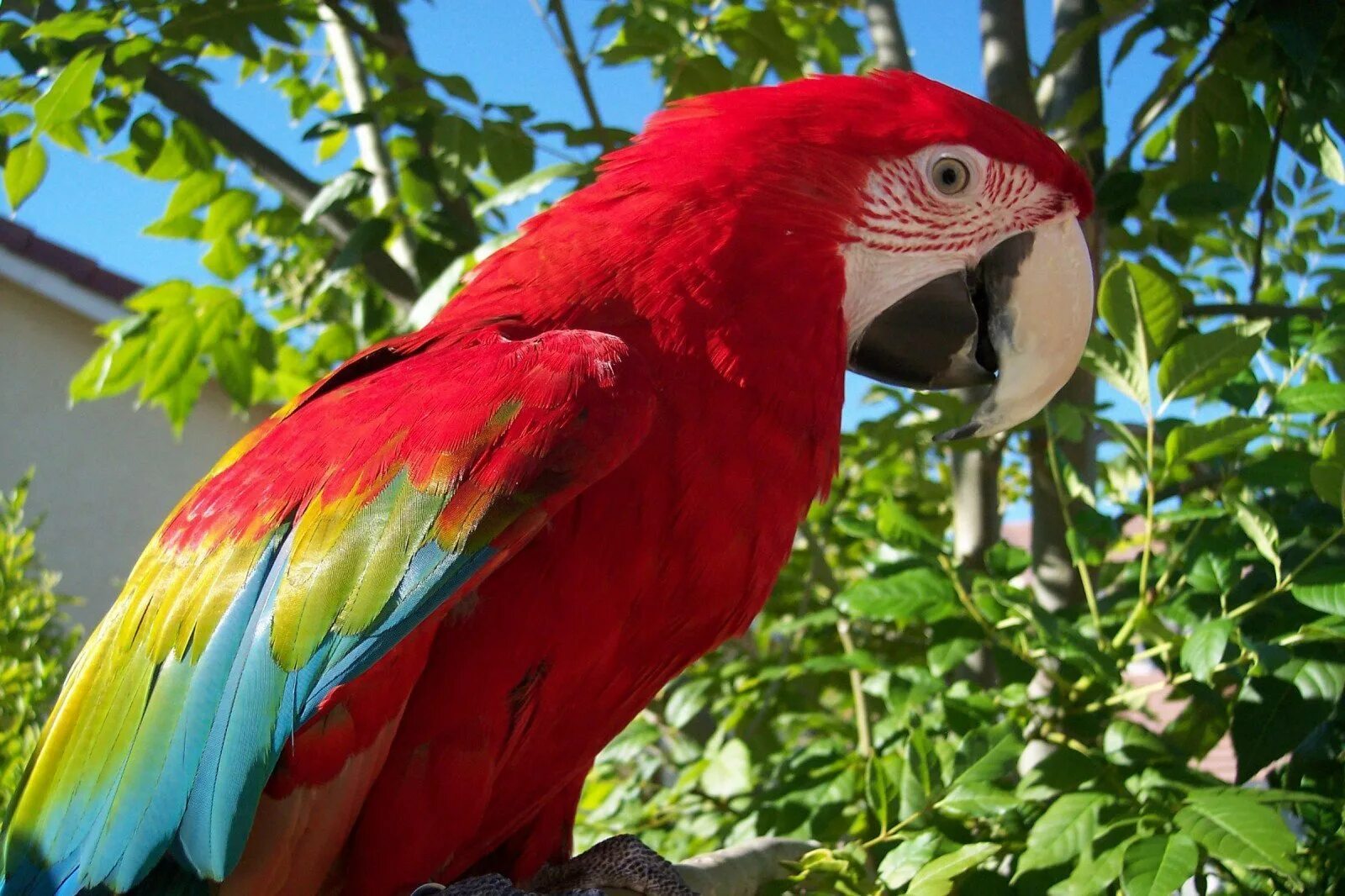 Сколько попугаев в мире. Африканский попугай ара. Южноафриканский красноголовый попугай. Попугай ара в Южной Америке. Американский попугай Какаду.