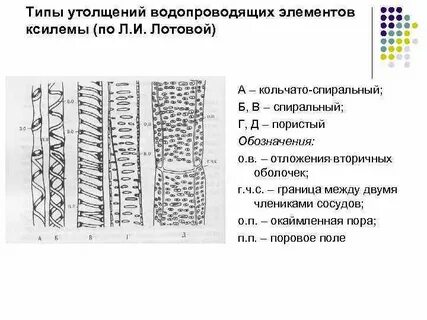 На представленном ниже рисунке зафиксированы элементы ткани