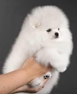 Авито шпиц