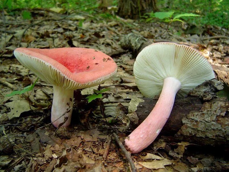 Гриб сыроежка розовый. Сыроежка розовая Russula rosea. Сыроежка съедобные грибы. Сыроежка гриб. Съедобный гриб Сырышка.