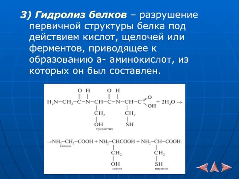 При гидролизе белков могут образоваться вещества. Кислотный гидролиз белков биохимия. Ферментативный гидролиз белков биохимия. Ферментативный гидролиз белков реакция. Гидролиз пептидов и белков.