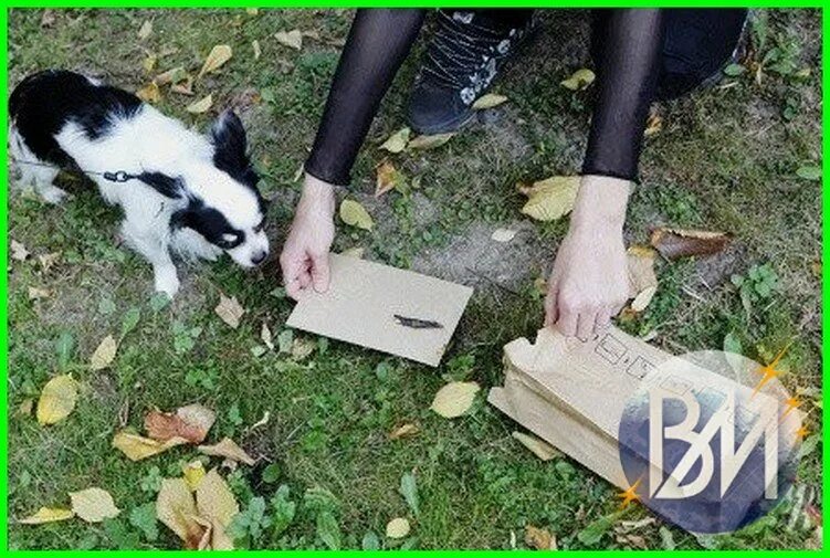 Убирать собачьи какашки. Уборка за собаками на улице. убирать какашки за собаками. убирайте за собаками. пакеты убирать за собакой на улице.