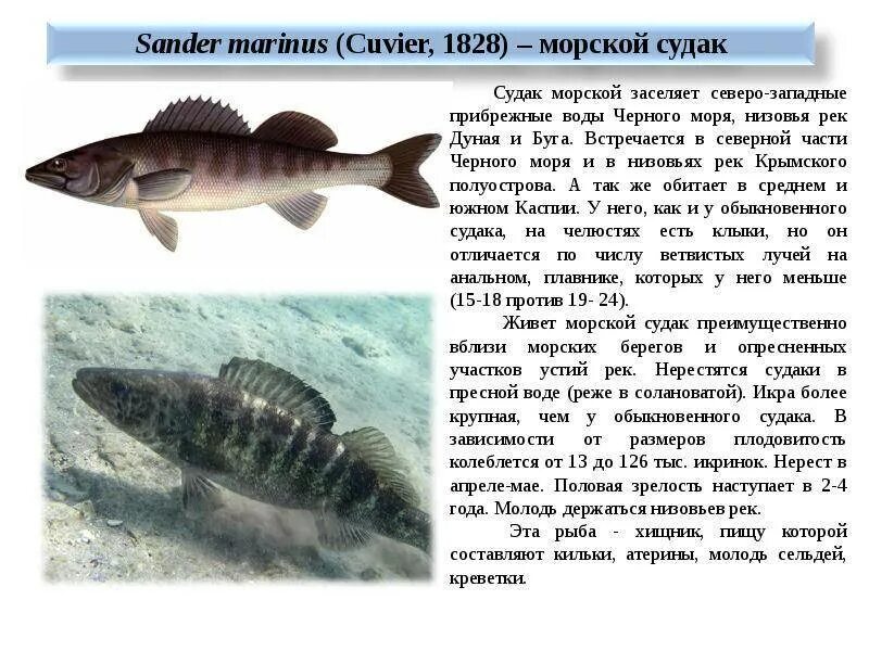 Строение рыбы судак. Судак рыба описание. Судак описание рыбы для детей. Судак рыба. Обыкновенный судак окуневые.
