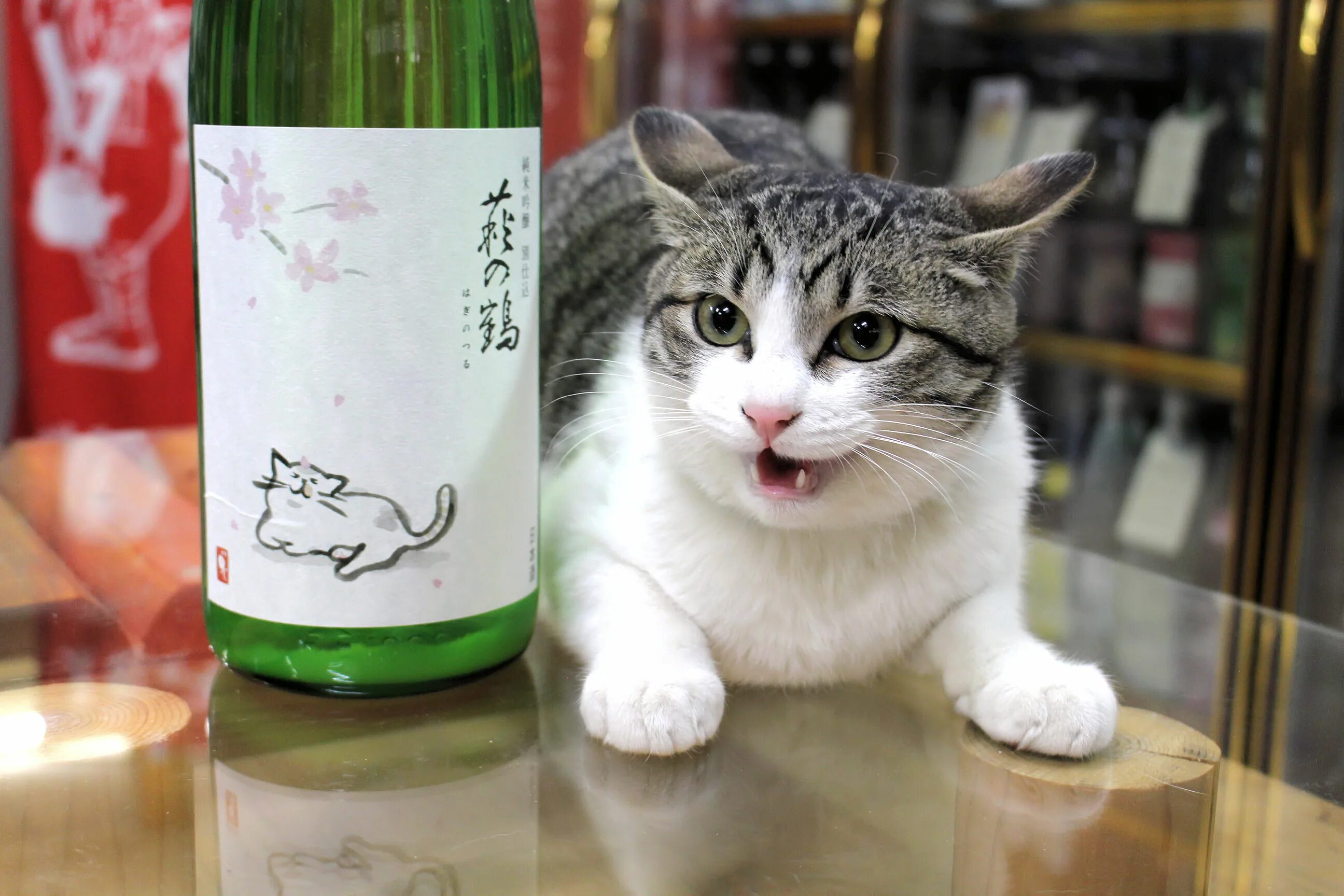 Включи картинки хаги. Кот и сакэ. Кошка Хаги. Кот с бутылкой сакэ. Кот под сакэ.