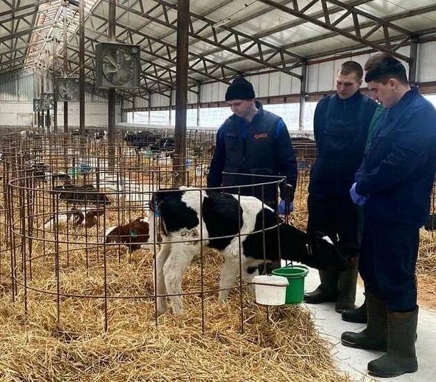 Кфх возрождение. Крестьянско фермерского хозяйства возрождение. Крестьянско фермерского хозяйства возрождение. Крестьянско фермерского хозяйства возрождение. Кфх возрождение ульяновск.