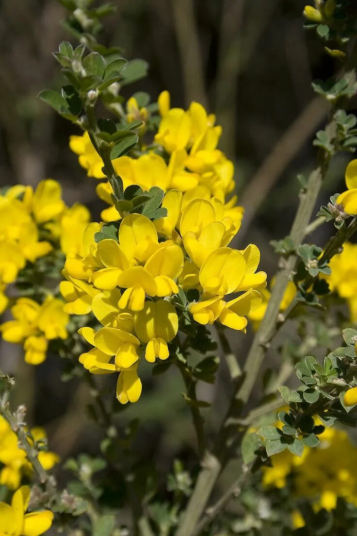 Susans father often had. Дрок лидийский Genista Lydia. Дрок красильный. Дрок planta Genista. Дрок красильный кустарник.