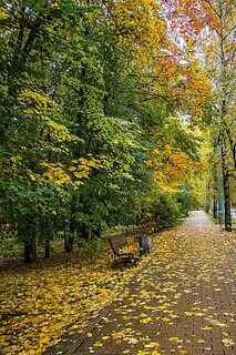 Парк сокольники осенью