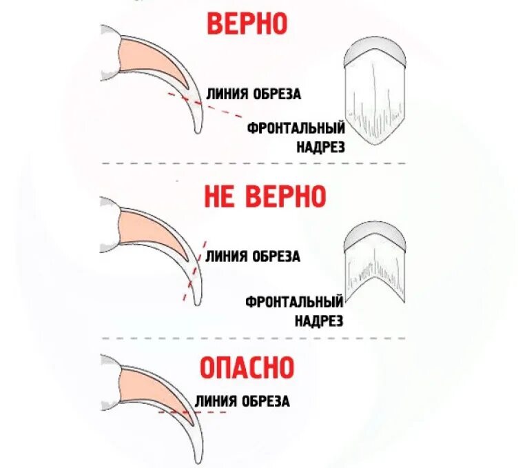 Можно стричь ногти кошкам. Как правильно подстричь когти коту. Схема обрезки когтей у собак. Под каким углом правильно стричь когти кошке. Как правильно подстричь ногти котенку.