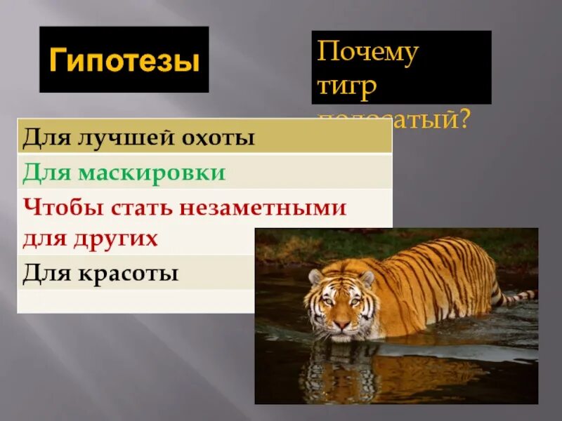 Придумай свои вопросы типа почему тигр полосатый. Почему тигр полосатый. почему тигр полосатый исследовательская работа. зачем тигру полоски. почему у тигров полоски.