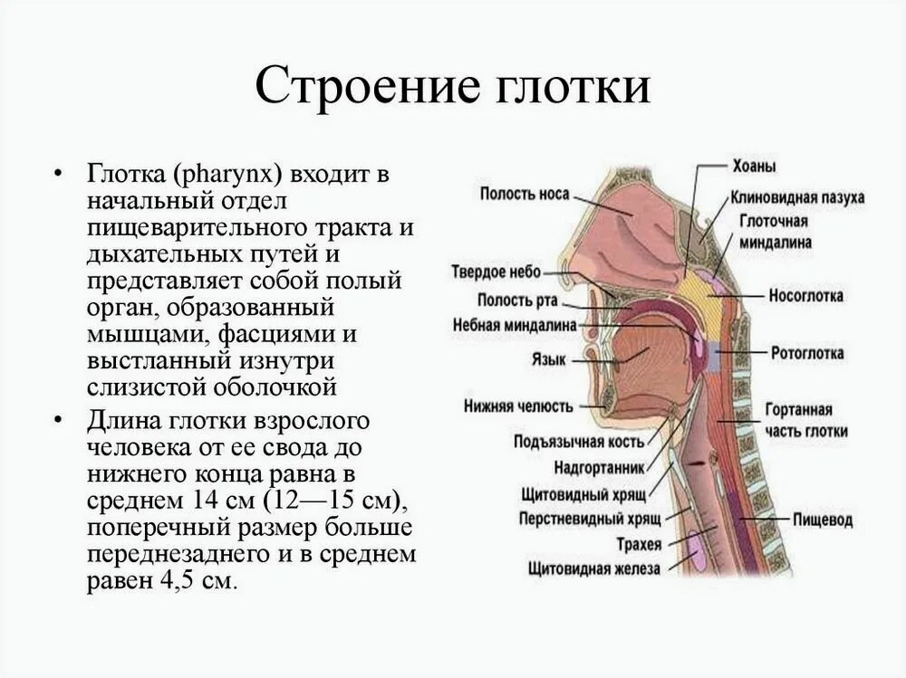 В состав какой системы входит пищевод