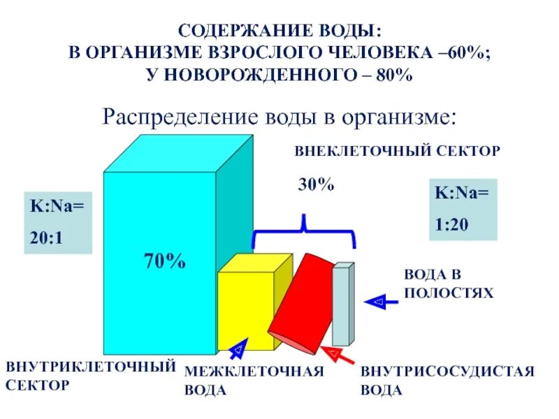 Содержание воды в теле. Распределение воды в организме человека. Содержание воды в организме. Содержание воды в организме человека. Распределение воды в организме взрослого человека.