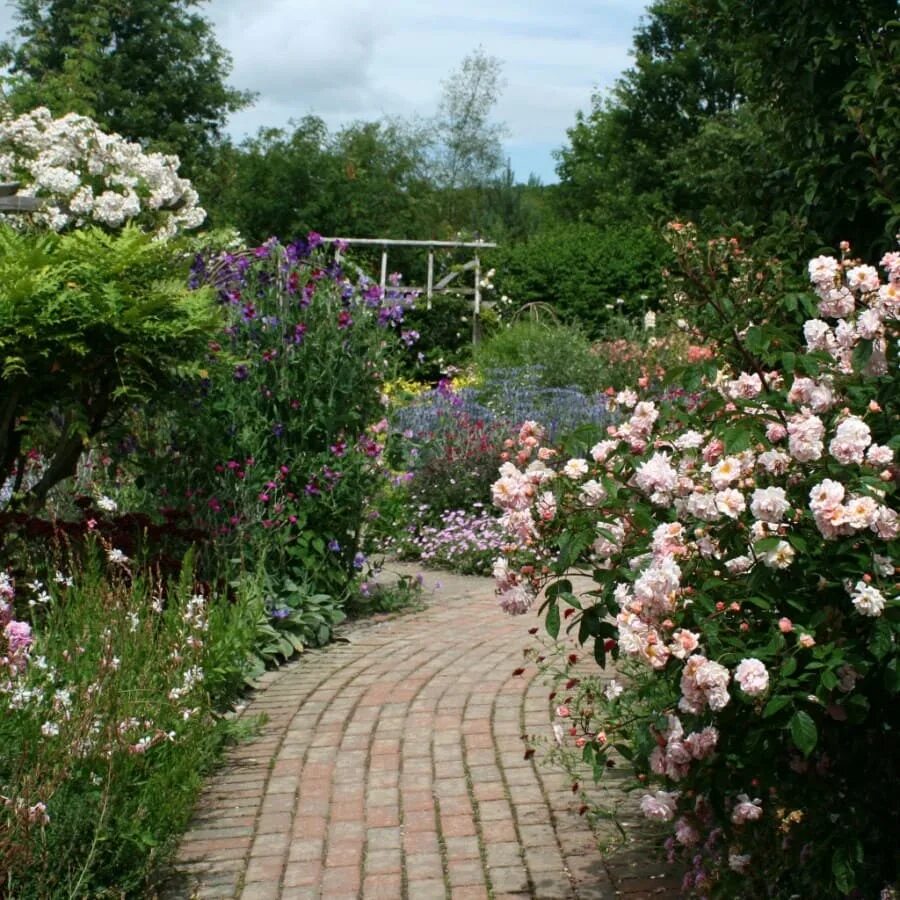 Розарий партер. Парк сокольники розарий. Роза почвопокровная розариум. Клумба с почвопокровными розами. Цветники в баден-бадене.