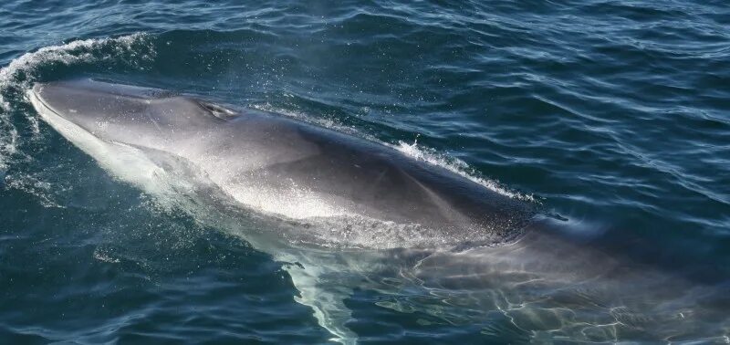 Финвал и сейвал 9 букв сканворд. Финвал сельдяной кит. Финвал и сейвал 9 букв сканворд. Сельдяной кит северный финвал. Финвал и сейвал 9 букв сканворд.