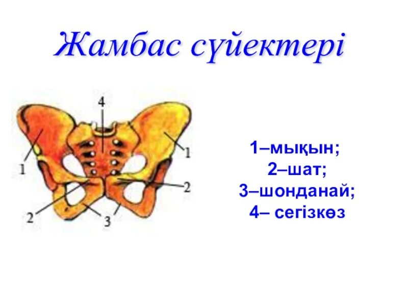 Жамбас. Жамбас